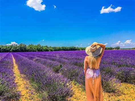 Our Kids Travel: Lavender Fields of Provence, France