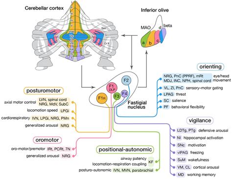 Fastigial Nucleus Pathway