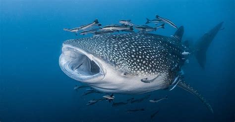 Whats The Biggest Fish In The North Sea? Exploring Ocean Giants