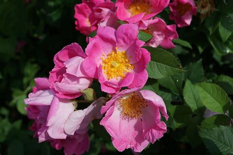 Rosa Mosqueta: Una bomba cosmética de belleza, salud y sabor