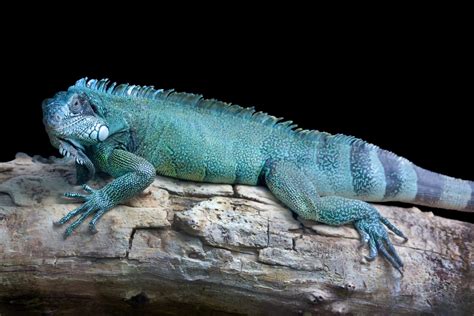 The Grand Cayman Blue Iguana Tour | Cayman Island Activities