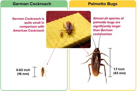 German Roach vs American Roach (Which ONE to FEAR?) | APB