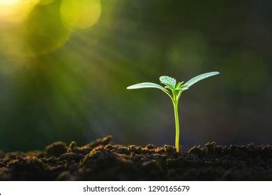 Green Sprout Growing Garden Sunshine Stock Photo 1290165679 | Shutterstock