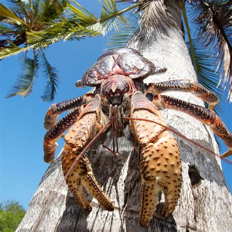 Family trying to enjoy a spring barbecue surrounded by robber crabs at ...