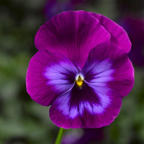 Pansy Flower Essence - Serenity