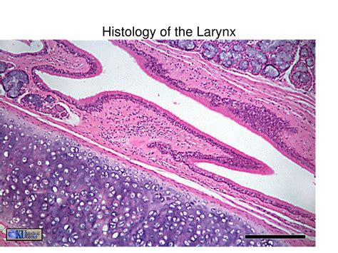 Larynx Histology