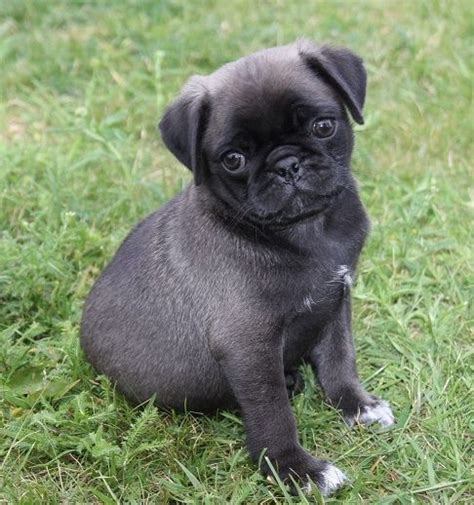 Cute Silver Pug Puppy | Silver & Apricot Pug Puppies | Pinterest | Pug ...