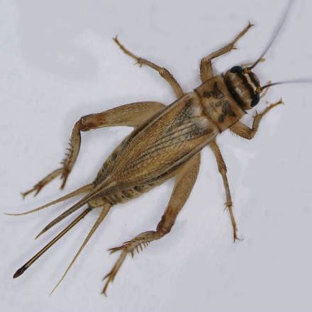 House Cricket Control: Facts & How to Get Rid of House Crickets ...