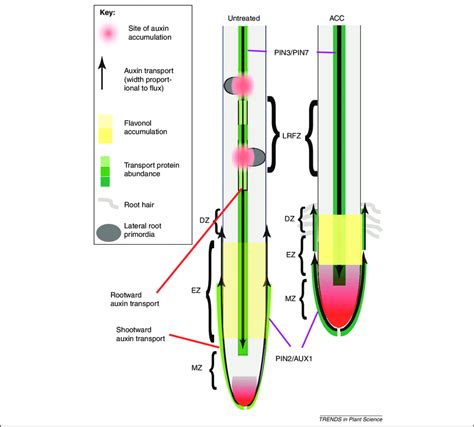 Auxin and ethylene synergistically inhibit root elongation and ...