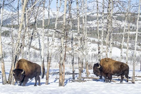 Wandering Wood Bison | Yukon Wildlife Preserve