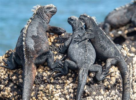 Marine Iguana – Facts, Size, Diet, Pictures