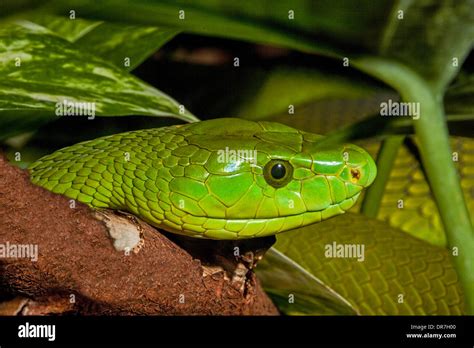 Eastern Green Mamba Stock Photo - Alamy