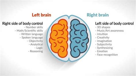 How Do the Right and Left Brain Hemispheres Process Emotion