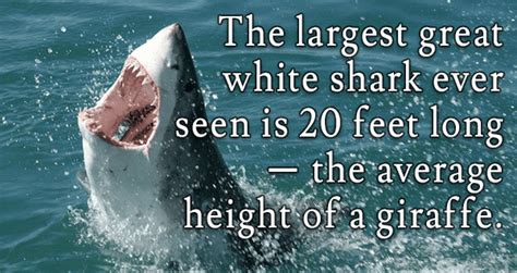 15 Interesting Great White Shark Facts That Will Blow Your Mind