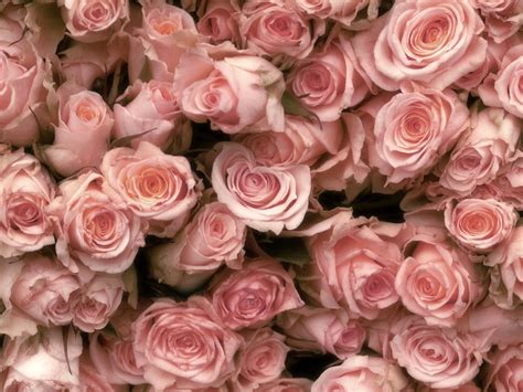 Rose Screensavers Wallpaper - WallpaperSafari