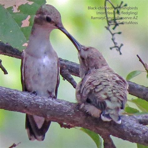 Hummingbird feeding her baby - Birds and Blooms