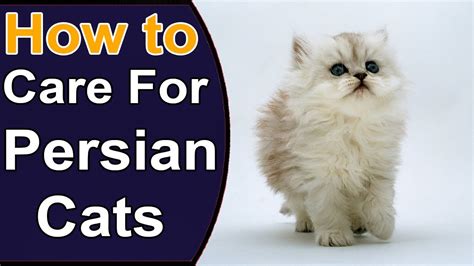 How To Care For Persian Cats | Things to Know About Persian Cats ...