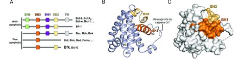 Classification of Bcl-2 family proteins and the overall structure of ...