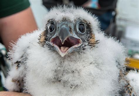 Peregrine Falcon Nesting Season is Complete | Audubon Vermont