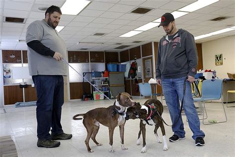 Shelter adoptions reach new heights for county, humane society - The Blade