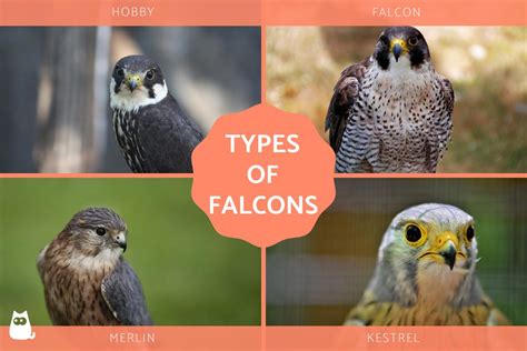 Types of Falcons - Species, Names and Characteristics