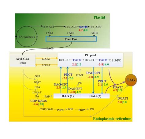 Transcript patterns for some key enzymes involved in lipid metabolism ...