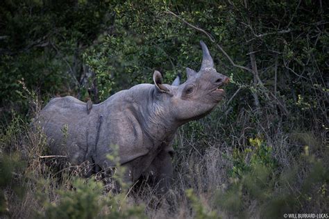 Black Rhino | Will Burrard-Lucas