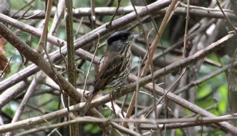 African broadbill - Facts, Diet, Habitat & Pictures on Animalia.bio