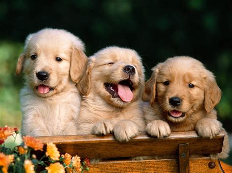 Puppy World: Cute Golden Retriever Puppy Pictures