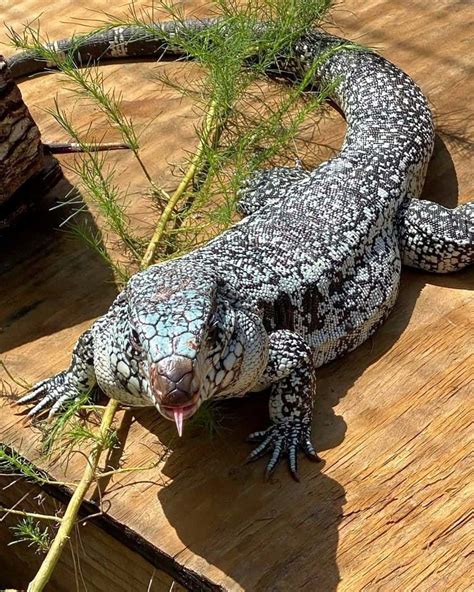 Blue Tegu | Information, Facts & Care Guide (With Pictures)