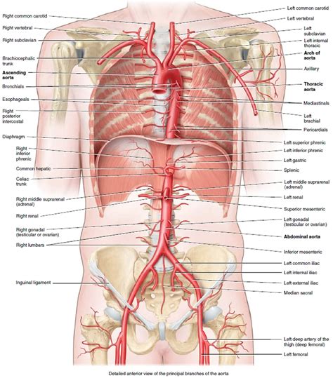 Aorta anatomy, function, branches, location & aorta problems