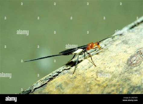 Javanese ichneumon fly Stock Photo - Alamy