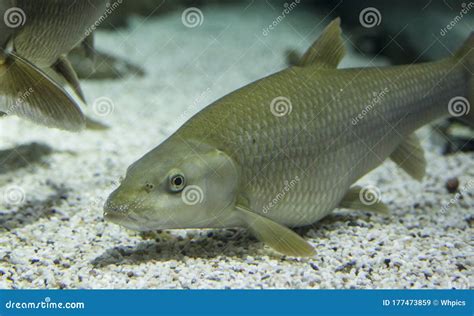 Male Common Barbel, Species of Freshwater Fish Abundant in Guadiana ...