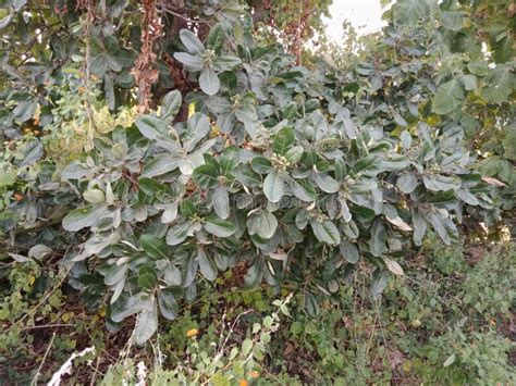 Semecarpus Anacardium Tree. Stock Image - Image of meadow, peak: 129987343