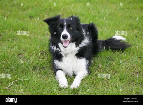 Border Collie Lying Down Stock Photo - Alamy