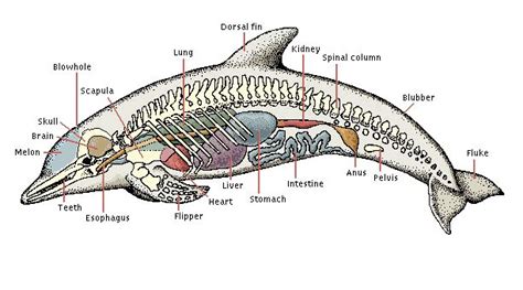 Dolphin anatomy | Dolphins, Marine mammals, Anatomy