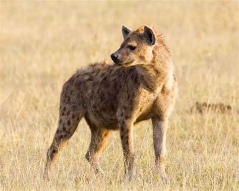 Spotted Hyena - Facts, Diet, Habitat & Pictures on Animalia.bio