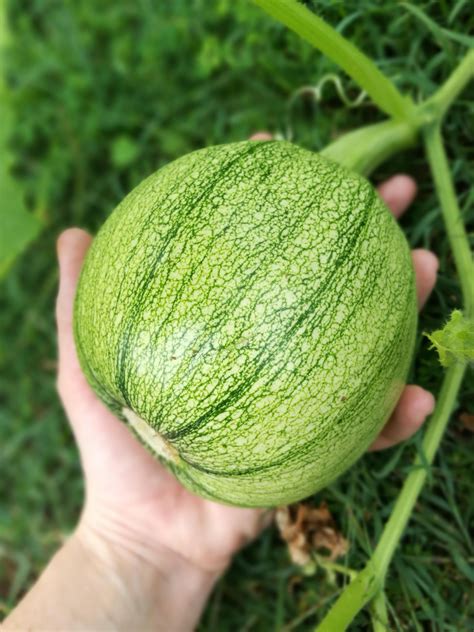 Try This 1 Amazing Trick To Stop Blossom End Rot On Your Pumpkin Vine ...