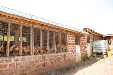 [Guide] How to start local chicken farming for eggs/chicks production ...