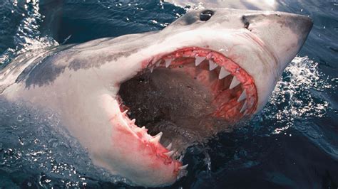 How to survive a shark attack -- or better yet, avoid one entirely