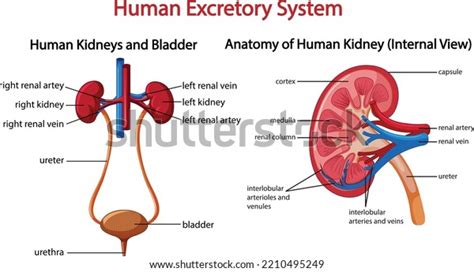 Human Excretory System First Illustration Belongs Stock Vector (Royalty ...