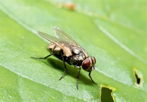 Tsetse Fly - Facts, Size, Diet, Pictures - All Animal Facts