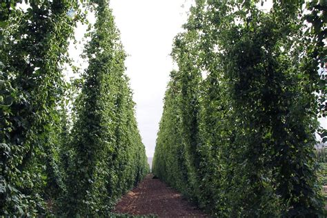 The Magic of Hop Harvest - Imbibe Magazine