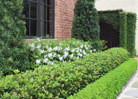 Indian Hawthorne Hedge | Moss Landscaping