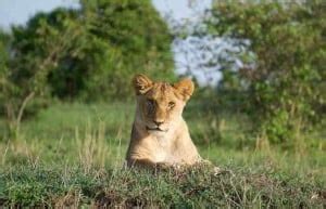 Safari in Tanzania – Incredible Tanzania Safari Tips You Should Know ...