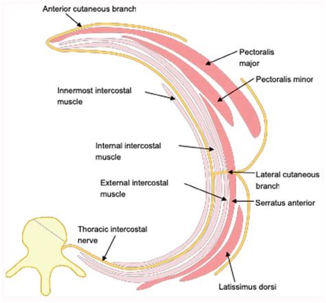 Serratus Plane Block : WFSA - Resources