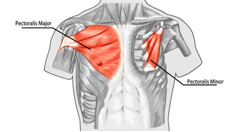 Pec Tightness and Rounded Shoulders - React Physical Therapy