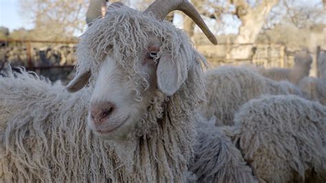 Sheer and a Haircut | Angora Goats - YouTube