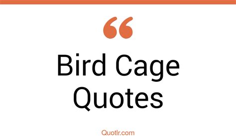 45+ Heartwarming Bird Cage Quotes That Will Unlock Your True Potential