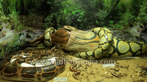 Guindy Snake Park - India’s first reptile park in Chennai - YouTube